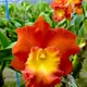 Orange__OrchidZone