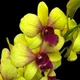 White-Purple | Yellow Cluster with Purple-Red Centers__OrchidZone