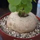 Small Green__OrchidZone