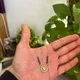 Gold__Vamayukt