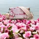 Pink__Fine Design