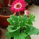 Pink__Aquinnah