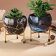 Multicolor__Homspurts