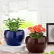 Multicolor__Homspurts