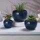 Blue__Homspurts