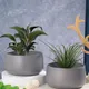 Grey__Homspurts
