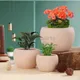 Cream__Homspurts