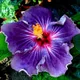 Multi Colour__DREAM PLANT