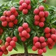 Red__DREAM PLANT
