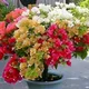 Multi Color__DREAM PLANT