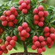 Red__DREAM PLANT