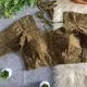MEHENDI