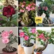 Red,Pink,Black__Greenlifelive