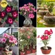Pink,Red,Pink&White__Greenlifelive