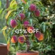 Golden Red__Heaven Plant