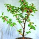 Black&Red__SIKDER NURSERY