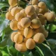 Green__Heaven Plant