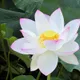 White &  Pink__Greenlifelive