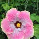 White & Pink__Greenlifelive