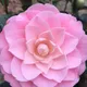Pink__Greenlifelive