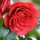 Red__Greenlifelive