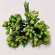 Green__Nutts