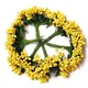 Yellow__Nutts