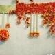 Orange__Nutts