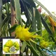 Green__Ixora Farming