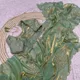 Green__Murliwala fashion 