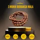 3 Mukhi__LOTUS GEMS