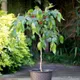 Black__SIKDER NURSERY