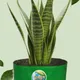 15"x6"__Maq Urban Farms