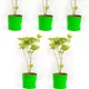 15x15__Maq Urban Farms