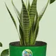 15"x6"__Maq Urban Farms