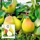 Green__Radha Krishna Nursery
