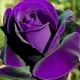 Purple__Radha Krishna Nursery