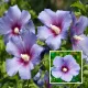 Purple__Radha Krishna Nursery