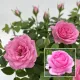 Pink__Radha Krishna Nursery