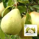 Green__Radha Krishna Nursery