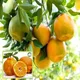 Orange__Radha Krishna Nursery