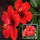 Red__Radha Krishna Nursery