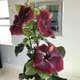 Red__Radha Krishna Nursery