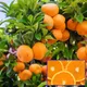 Orange__Radha Krishna Nursery