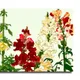 12 X 8 Inch__Sikhash