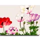 12 X 8 Inch__Sikhash