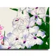 23 X 15 Inch__Sikhash