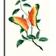 23 X 15 Inch__Sikhash