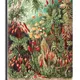 23 X 15 Inch__Sikhash