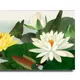 23 X 15 Inch__Sikhash